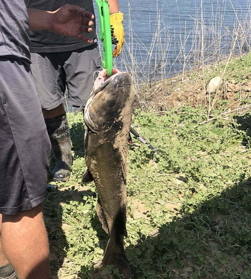 Irvine Lake Catfish 14.6 lbs