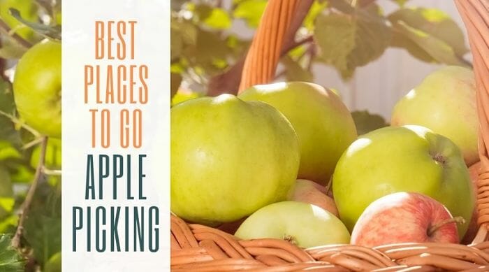 Best Places To Go Apple Picking
