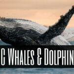 Orange County Whales and Dolphins