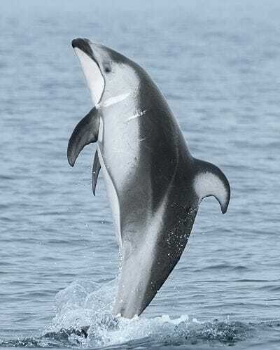White Sided Dolphin