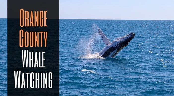 Whale Watching In Orange County