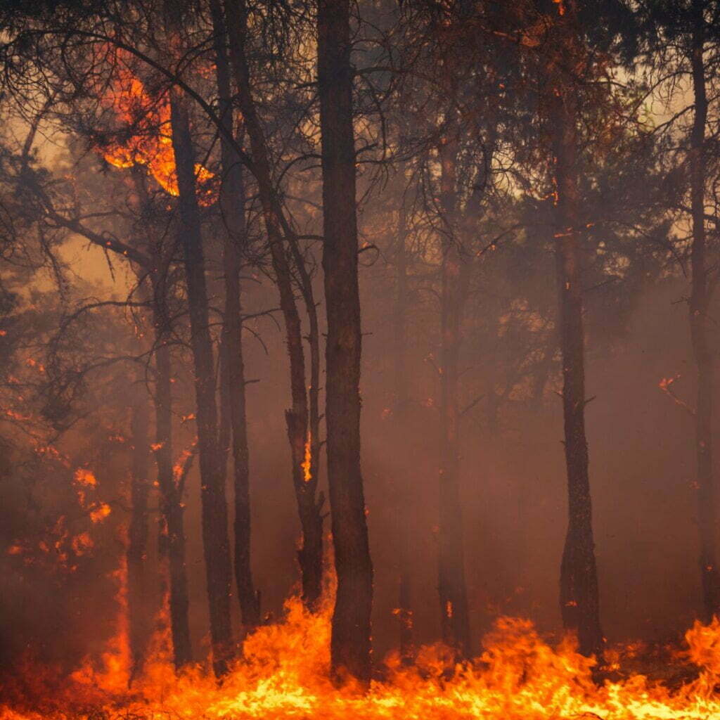 Orange County Wildfire Map