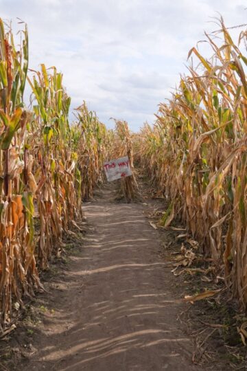 Corn Mazes Near Orange County