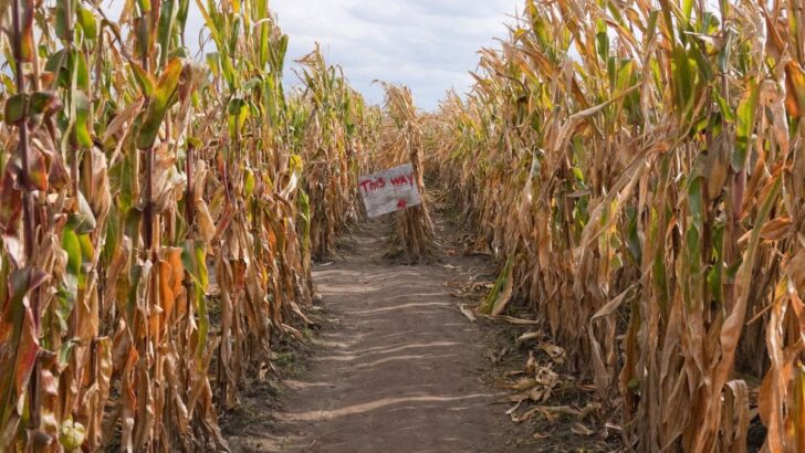 Corn Mazes Near Orange County