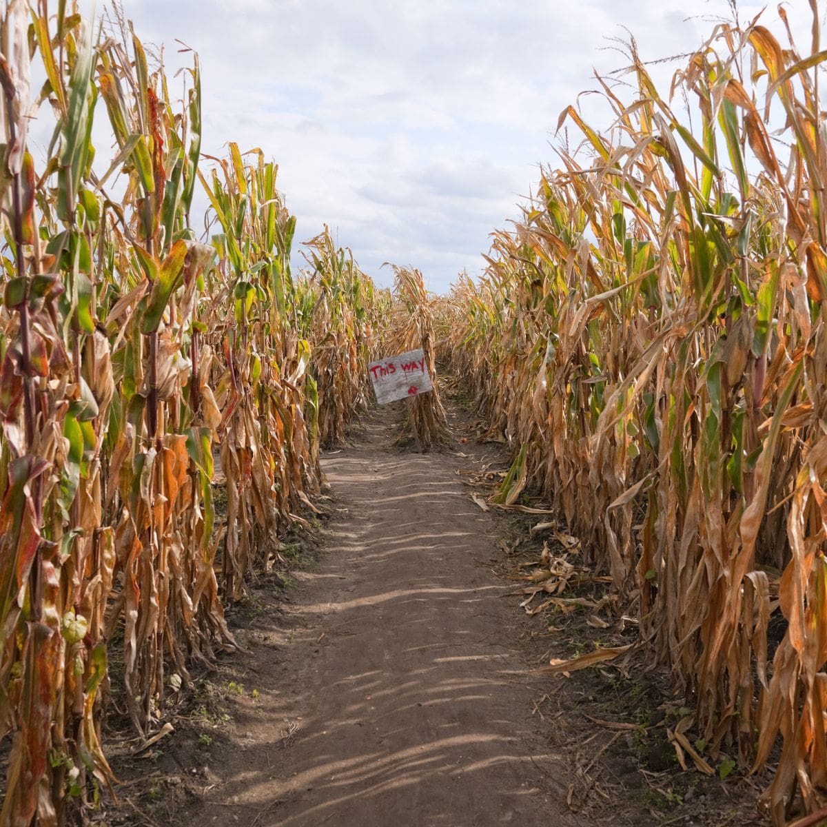 Corn Mazes Near OC