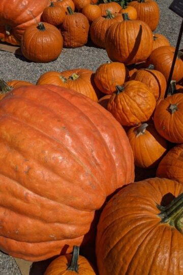 50 Fall Activities & Fun Things To Do