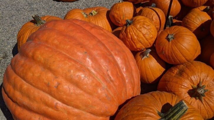 50 Fall Activities & Fun Things To Do