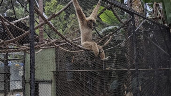 Santa Ana Zoo Animals