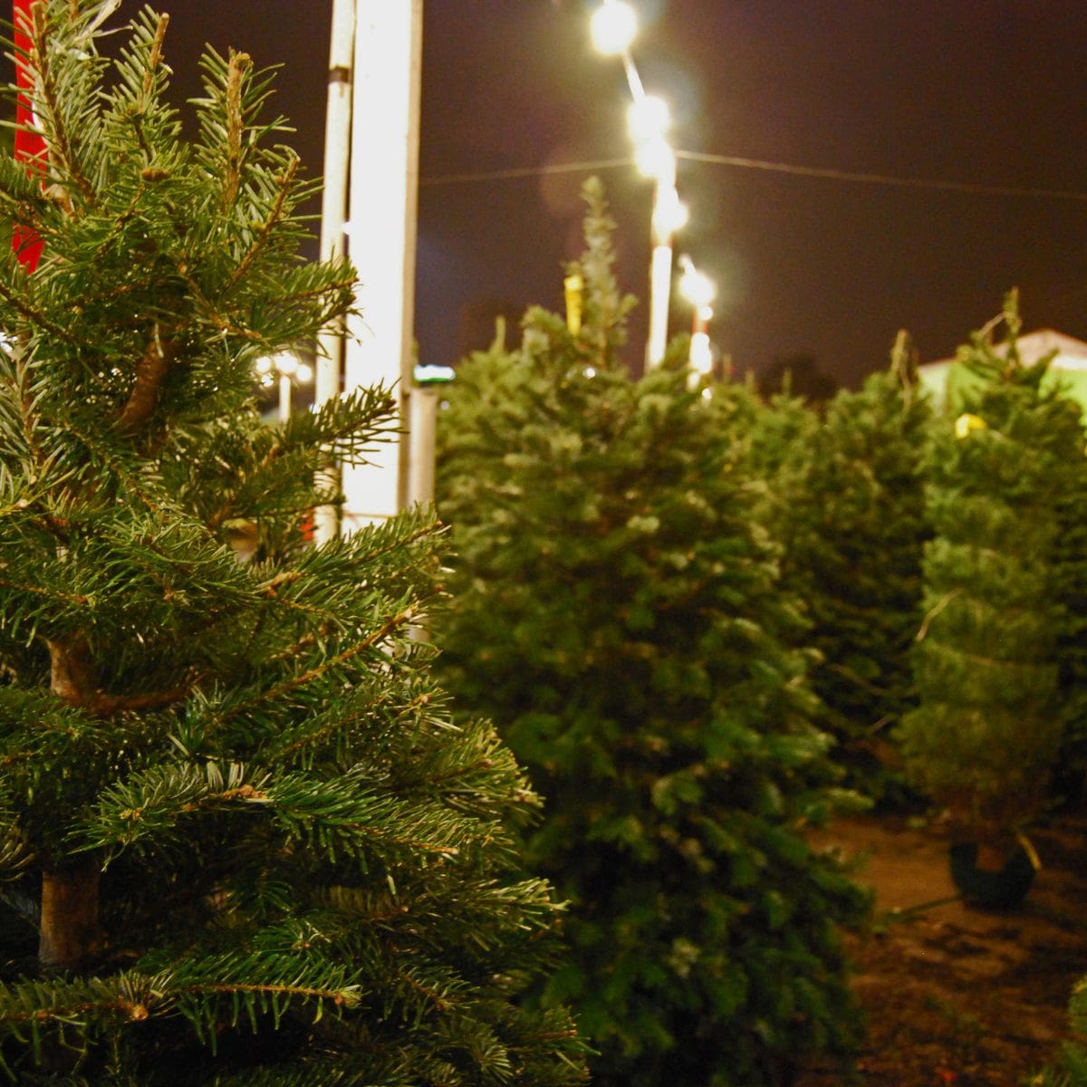 Best Places To Get A Christmas Tree