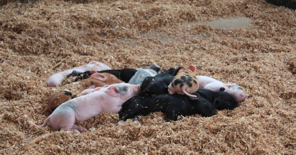 Pigs At Centennial Farm