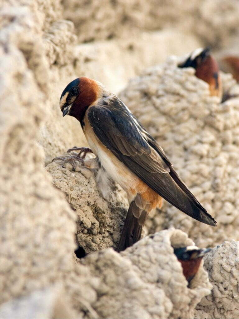 Swallows of San Juan Capistrano