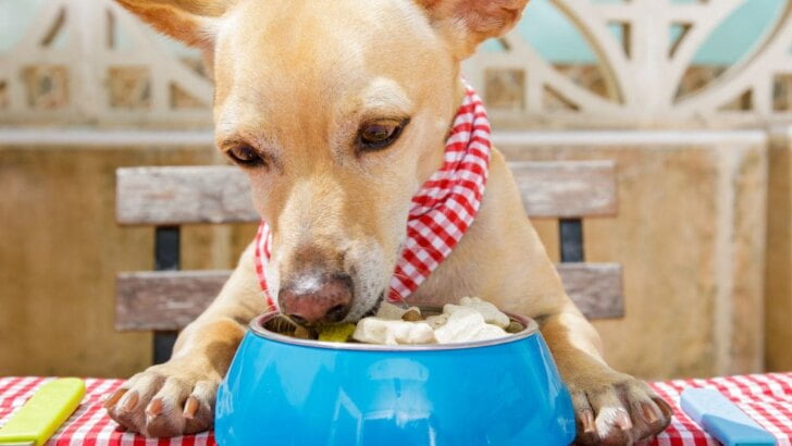 Restaurants With Secret Menus For Dogs