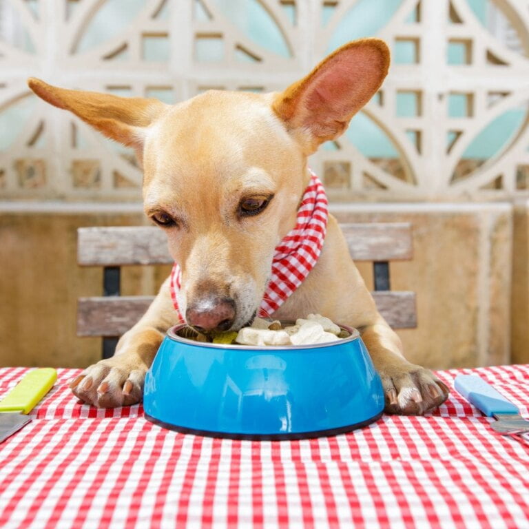 Restaurants With Secret Menus For Dogs