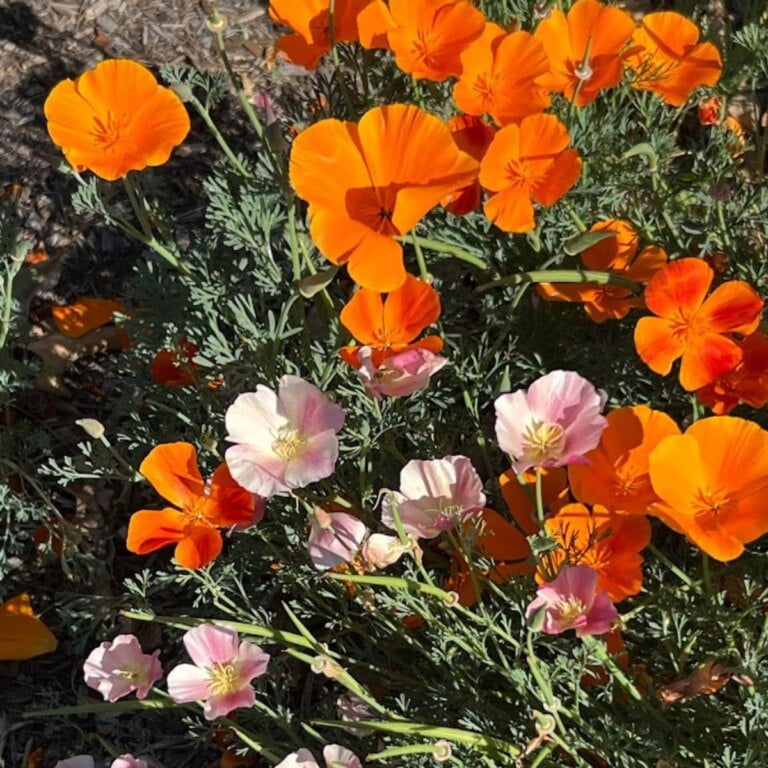Best Places To See Wildflowers