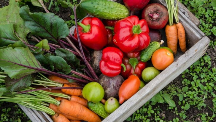 California Vegetable & Fruit Seasons