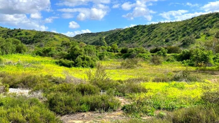 Chino Hills State Park