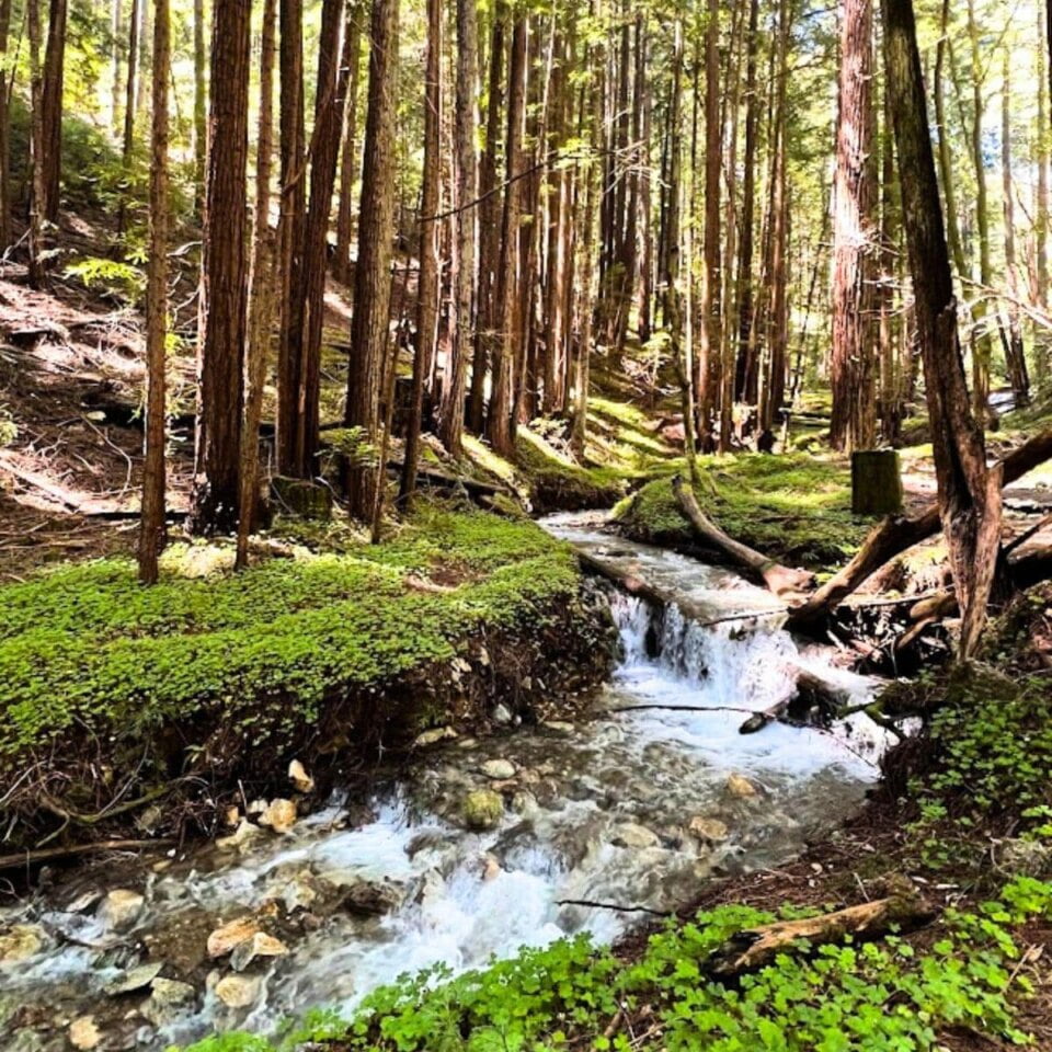 Henry Cowell Redwoods State Park - Fall Creek Unit Henry Cowell Redwoods 960x960 