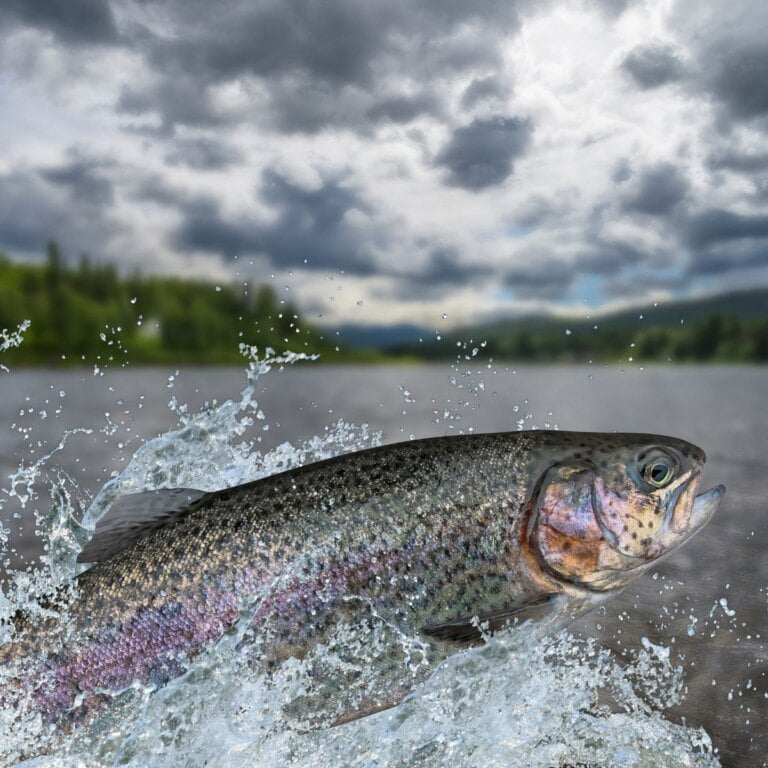 Fish Stocking Schedule