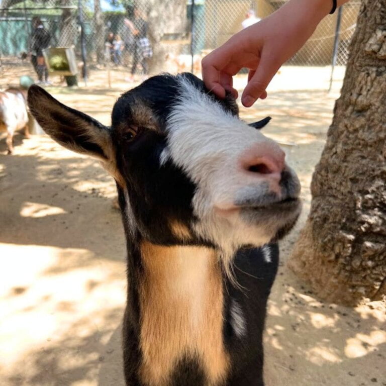 Best Petting Zoos