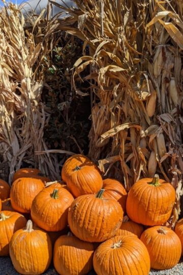 Best Pumpkin Patches In Orange County