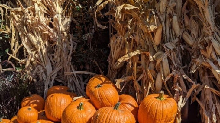 Best Pumpkin Patches In Orange County