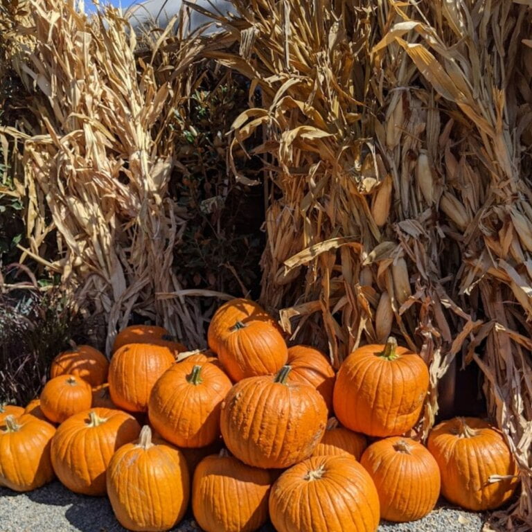 Best Pumpkin Patches In Orange County
