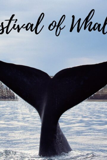 Festival Of Whales