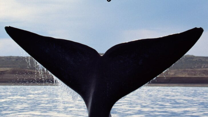 Festival Of Whales