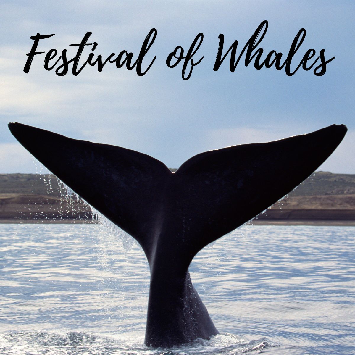 Festival Of Whales