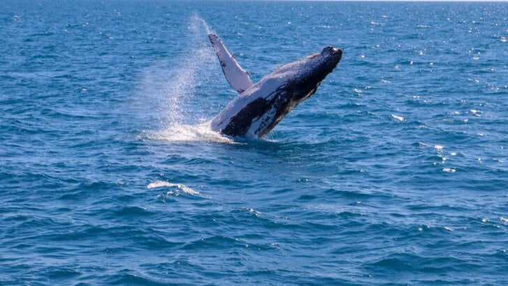 Whale Watching In Orange County