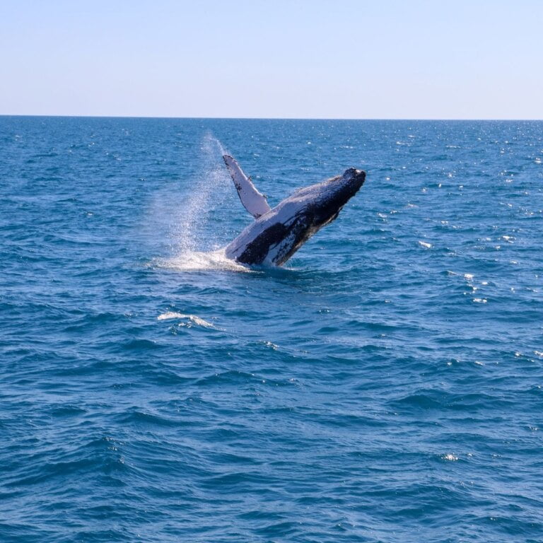 Whale Watching In Orange County
