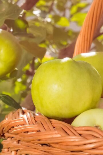 Best Places To Go Apple Picking