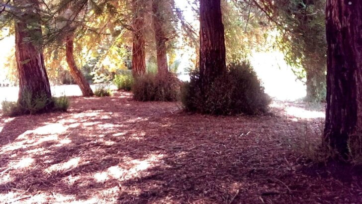 Carbon Canyon Regional Park