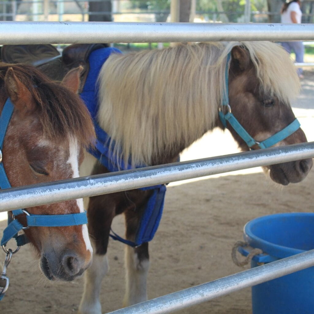 Irvine Park Pony Rides