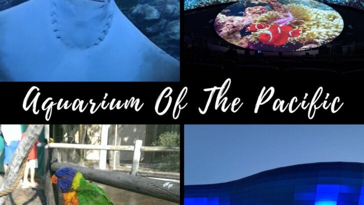 Aquarium Of The Pacific