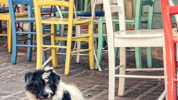 Dog Friendly Restaurants In Orange County