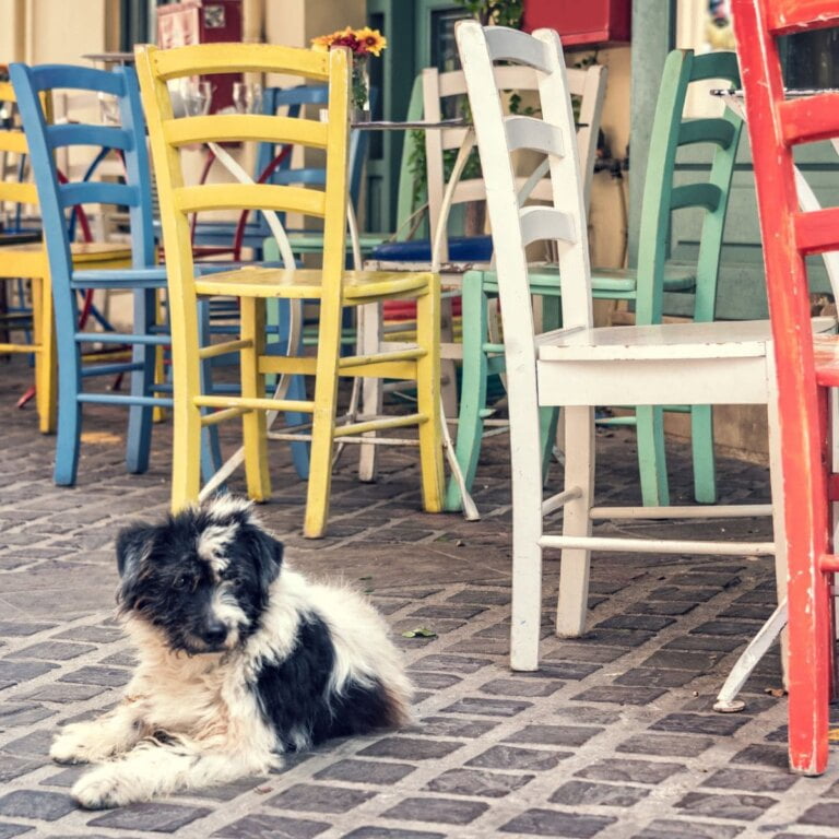 Dog Friendly Restaurants In Orange County