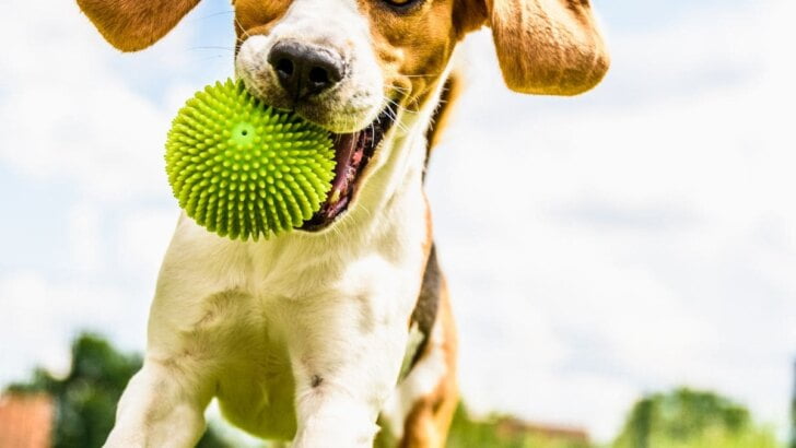 Dog Parks In Orange County