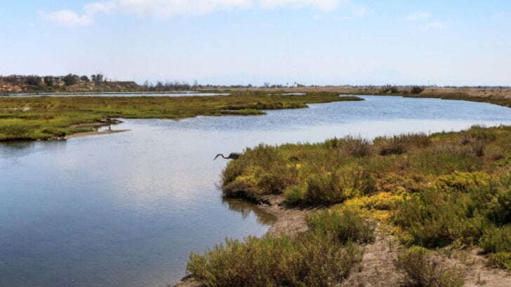Bolsa Chica Ecological Preserve