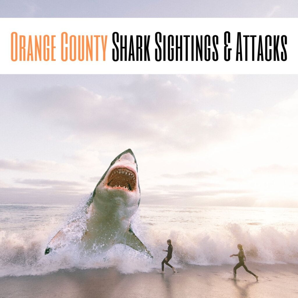 Shark Sightings & Attacks