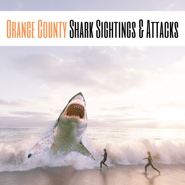 Shark Sightings & Attacks