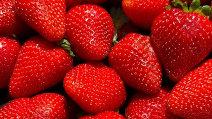 Southern California U-Pick Farms & Orchards