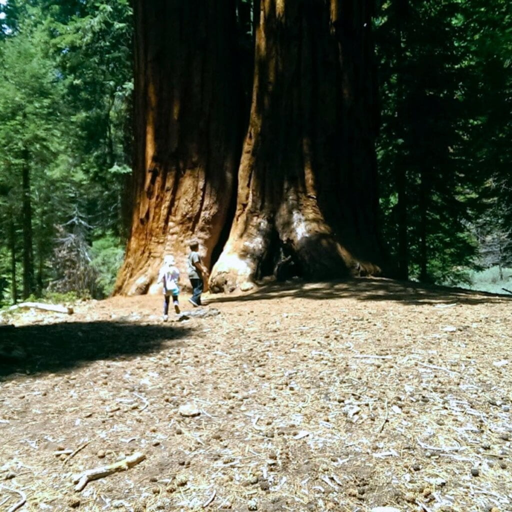 Exploring Sequoia Trees