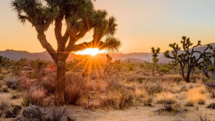 Joshua Tree Camping, Hiking, & More