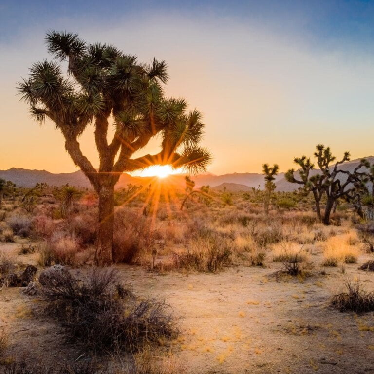 Joshua Tree Camping, Hiking, & More