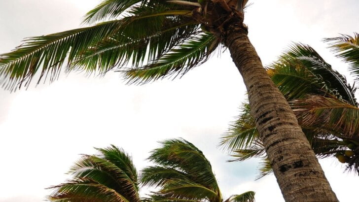 Santa Ana Winds