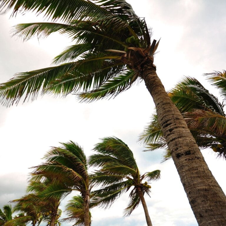 Santa Ana Winds