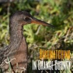 Birdwatching In Orange County