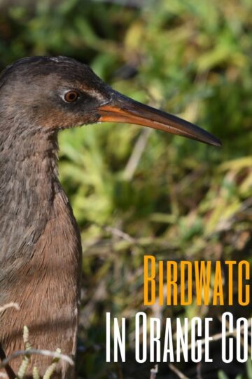 Birdwatching In Orange County