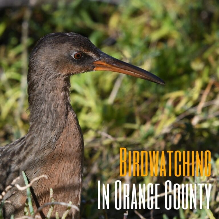 Birdwatching In Orange County